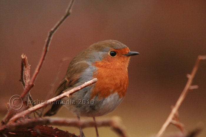 robin 1